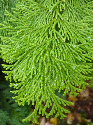 Vždyzelený balkón: Chamaecyparis obtusa