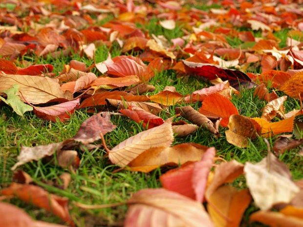 Využijte listí na zazimování balkonovek (PIXABAY) Využijte listí na zazimování balkonovek (PIXABAY)