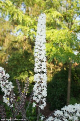 Cimicifuga racemosa 'Atropurpurea' - ploštičník hroznatý Cimicifuga racemosa 'Atropurpurea' - ploštičník hroznatý