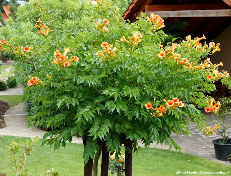 Campsis x tagliabuana 'Indian Summer' - trumpet vine