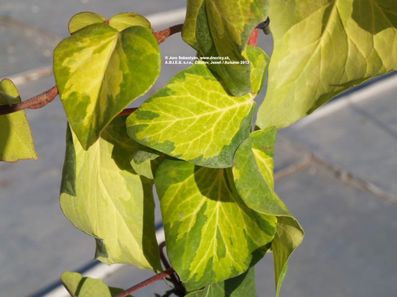 Hedera colchica 'Sulphur Heart' - brečtan kolchický
