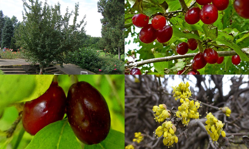 Cornus mas - Kornelkirsche Cornus mas - Kornelkirsche