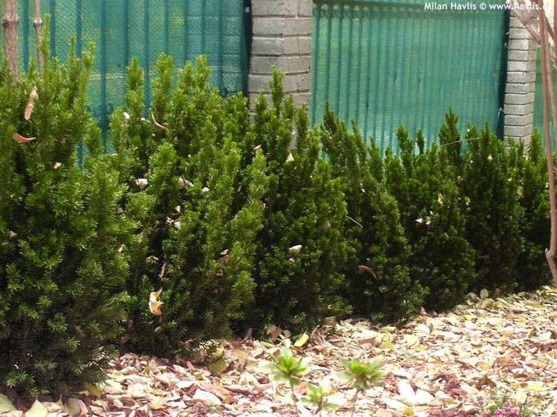 Taxus x media 'Hillii' - yew
