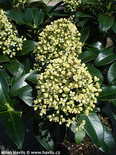 Skimmia japonica 'Fragrant Cloud' - skimie japonská