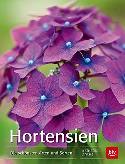 Hortensien