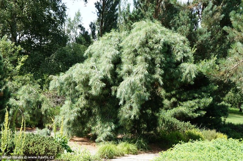 Pinus strobus 'Pendula' - borovice vejmutovka