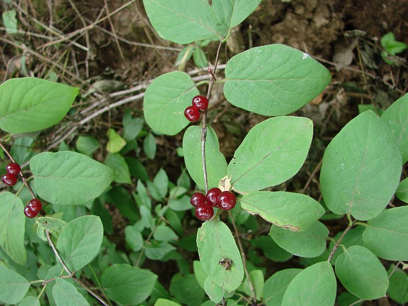 Lonicera xylosteum - zimolez obecný: plody
