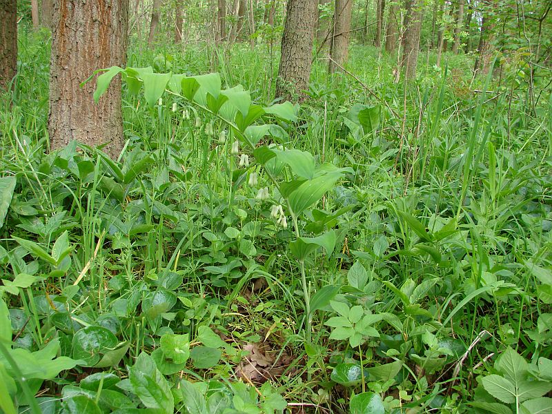 Polygonatum multiflorum - kokořík mnohokvětý
