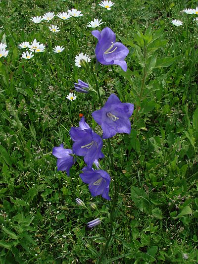 Campanula persicifolia - zvonek broskvolistý Campanula persicifolia - zvonek broskvolistý