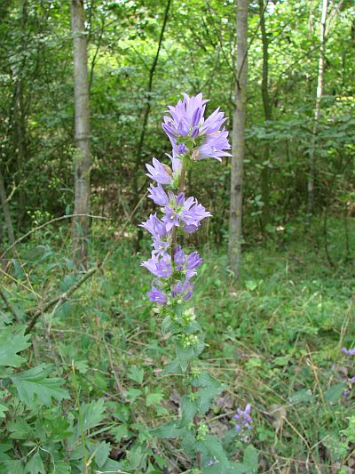 Campanula glomerata - zvonek klubkatý