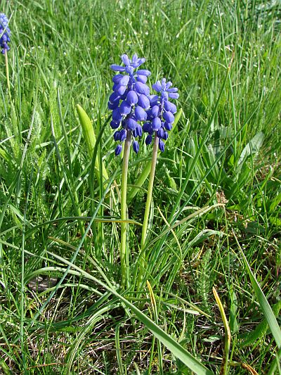Muscari neglectum - modřenec hroznatý Muscari neglectum - modřenec hroznatý