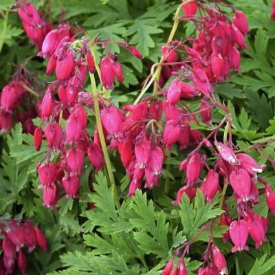 Dicentra formosa 'Bachanal' - srdcovka zdobná Dicentra formosa 'Bachanal' - srdcovka zdobná