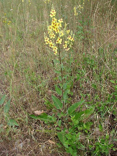 Verbascum chaixii subsp. austriacum - divizna jižní rakouská
