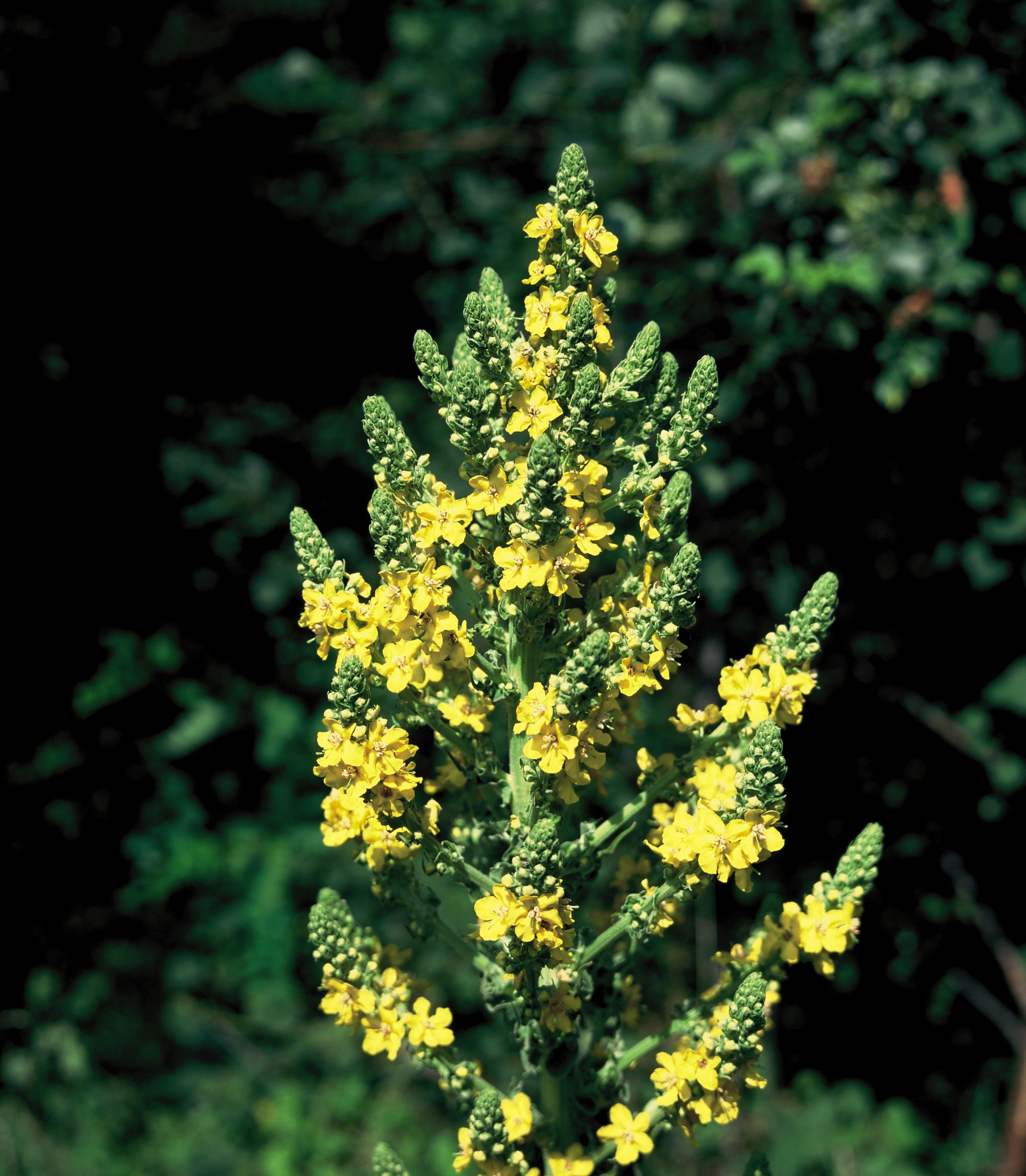 Verbascum speciosum - divizna ozdobná