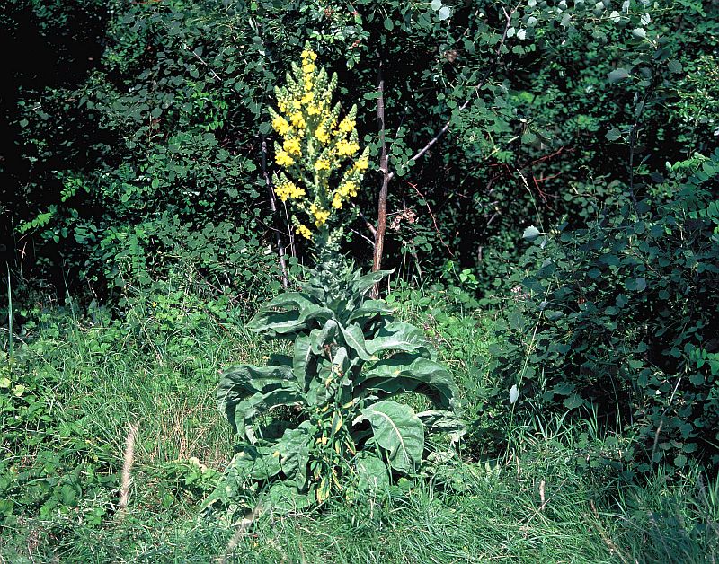 Verbascum speciosum - divizna ozdobná