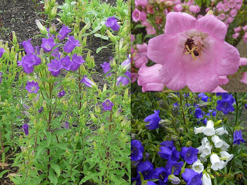 Campanula medium - zvonek zahradní