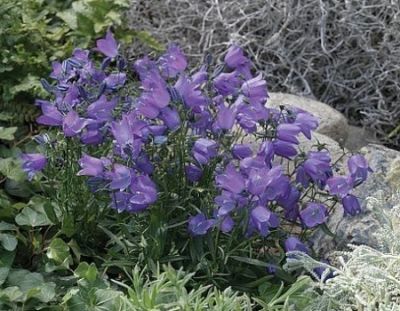 Campanula rotundifolia 'Samudra Deep Blue' - zvonek okrouhlolistý Campanula rotundifolia 'Samudra Deep Blue' - zvonek okrouhlolistý
