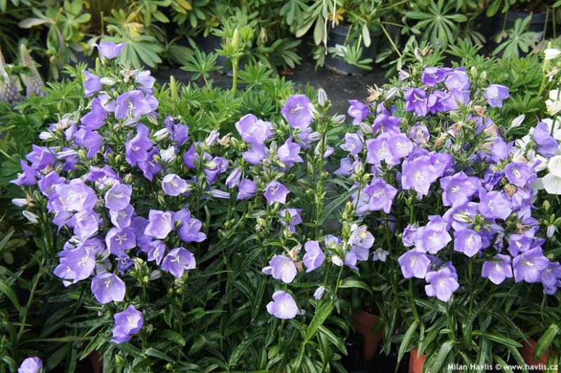 Campanula persicifolia 'Takion Blue' - zvonek broskvolistý Campanula persicifolia 'Takion Blue' - zvonek broskvolistý
