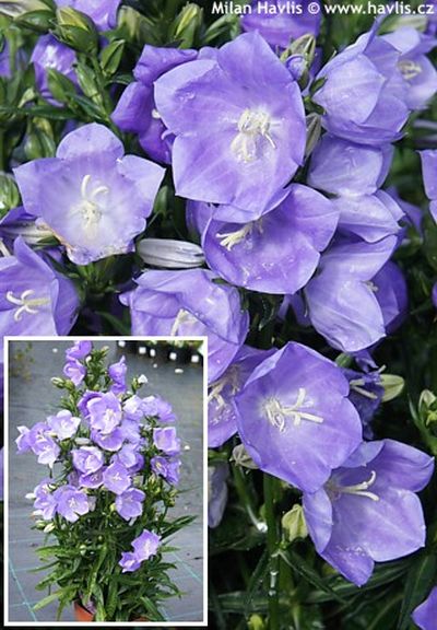 Campanula persicifolia 'Takion Blue' - zvonek broskvolistý Campanula persicifolia 'Takion Blue' - zvonek broskvolistý