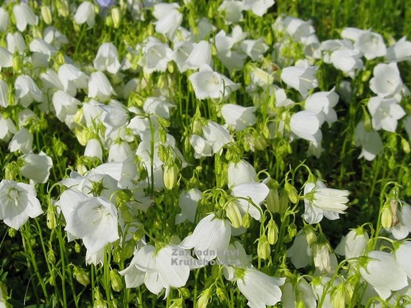 Campanula cochleariifolia 'Alba' - zvonek