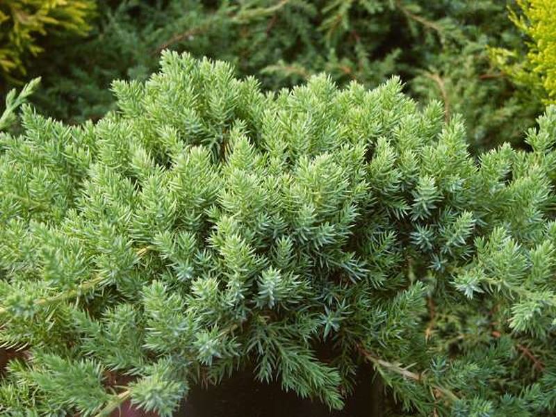 Juniperus procumbens 'Nana' - jalovec položený