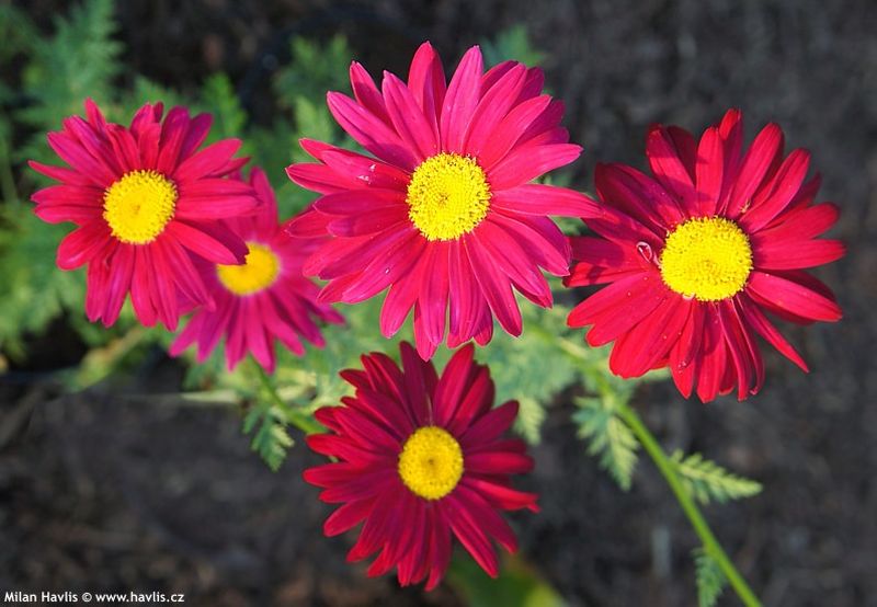 Tanacetum 'Robinson's Red' - kopretina šarlatová Tanacetum 'Robinson's Red' - kopretina šarlatová
