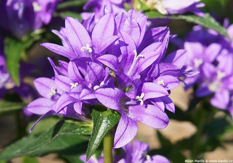 Campanula glomerata 'Superba' - zvonek klubkatý