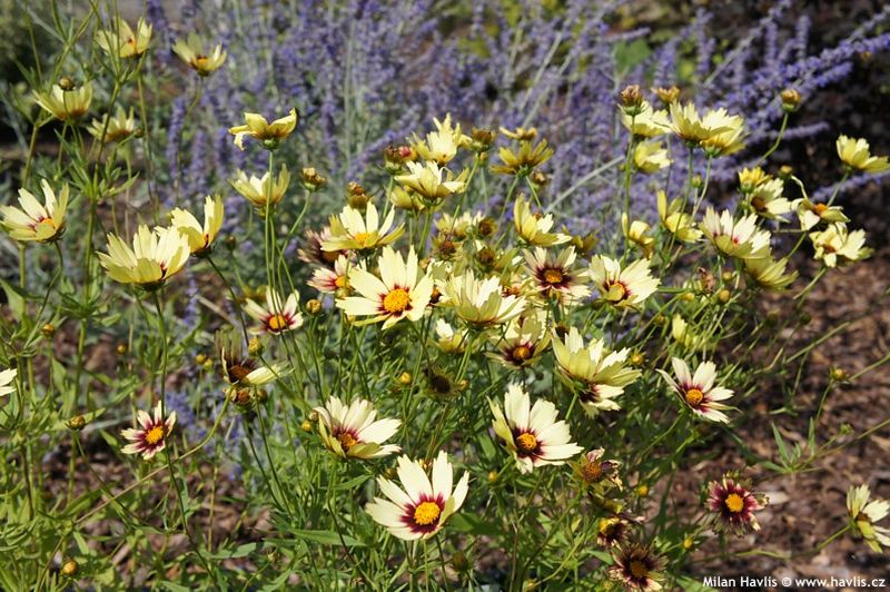 Coreopsis 'Redshift' - krásnoočko Coreopsis 'Redshift' - krásnoočko