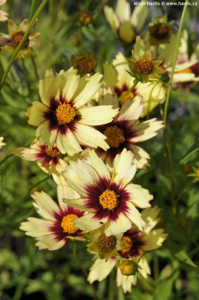 Coreopsis 'Redshift' - krásnoočko Coreopsis 'Redshift' - krásnoočko