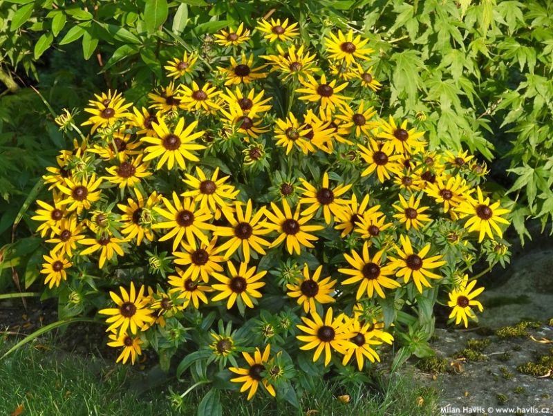 Rudbeckia fulgida 'Little Goldstar' - rudbékie, třapatka lesklá