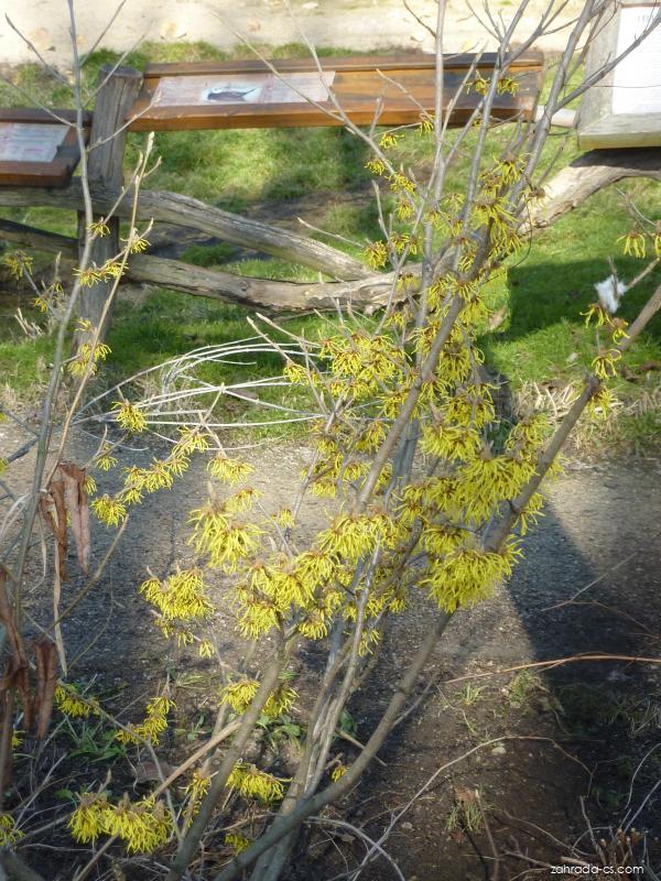 Hamamelis x intermedia Rehder (vilín prostřední) Hamamelis x intermedia Rehder (vilín prostřední)
