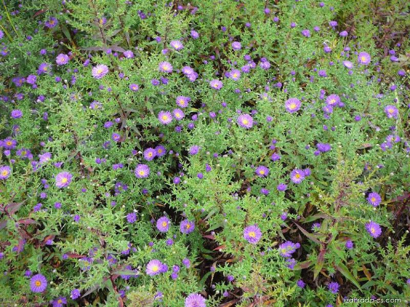 Aster dumosus L. (hvězdnice hustokvětá) Aster dumosus L. (hvězdnice hustokvětá)