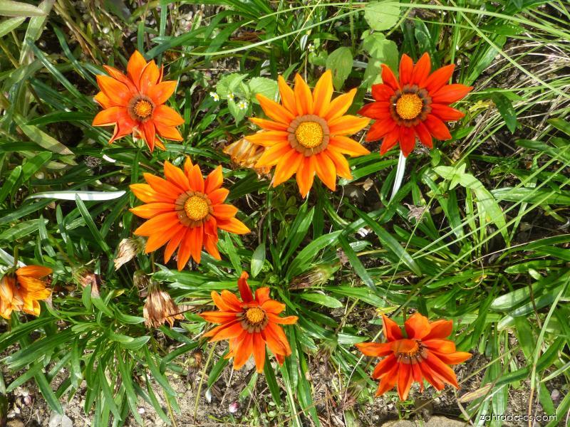 Gazania rigens L. (gazánie zářivá) Gazania rigens L. (gazánie zářivá)