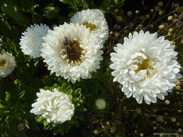 Callistephus chinensis var. White Matsumoto (astra čínská) Callistephus chinensis var. White Matsumoto (astra čínská)