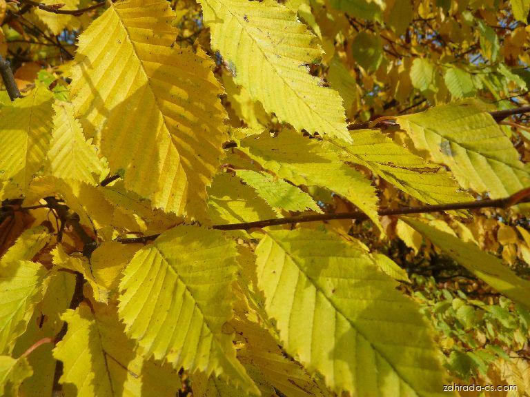 Carpinus betulus L. (habr obecný) Carpinus betulus L. (habr obecný)