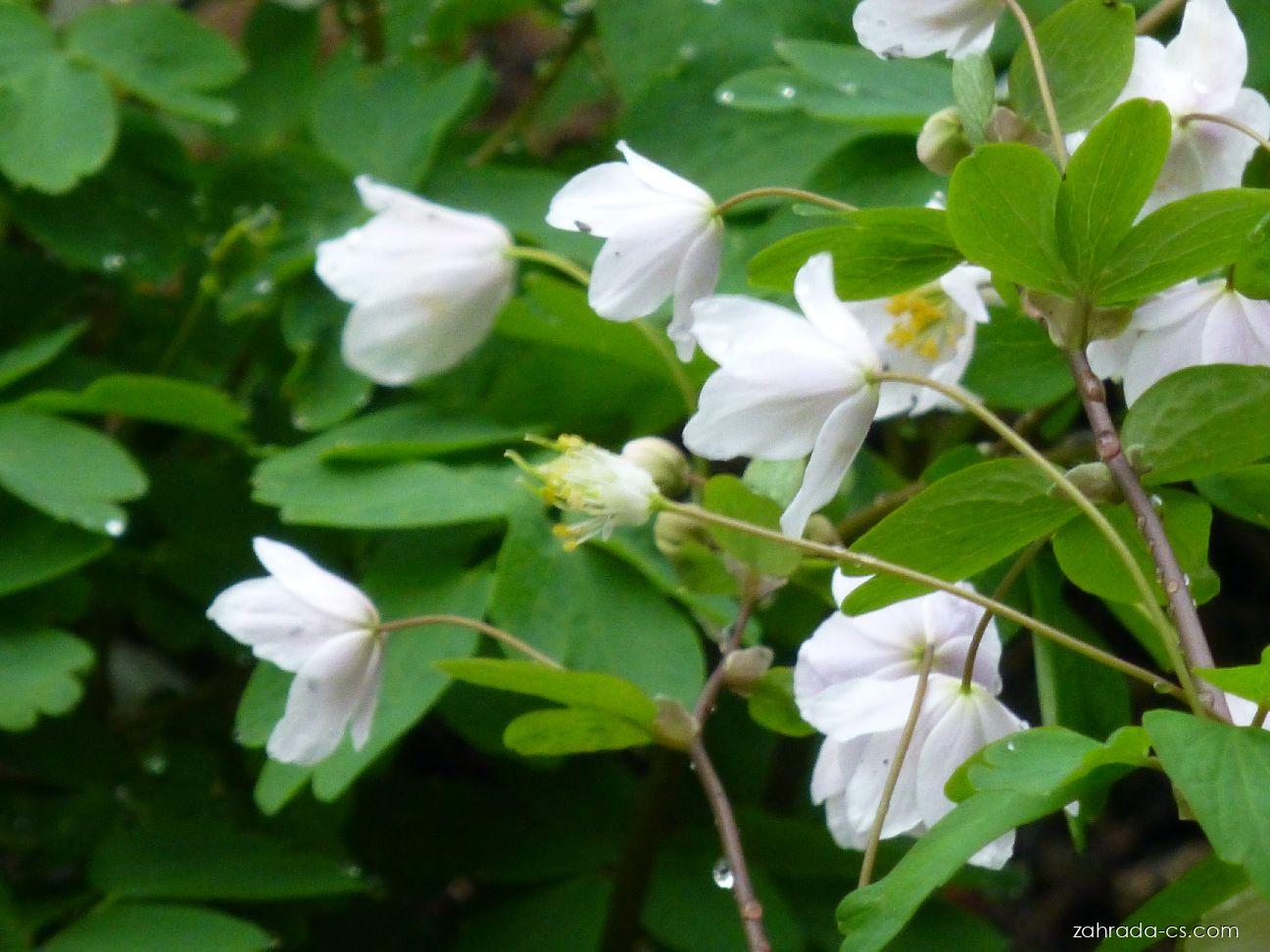 Isopyrum thalictroides L. (zapalice žluťuchovitá) Isopyrum thalictroides L. (zapalice žluťuchovitá)