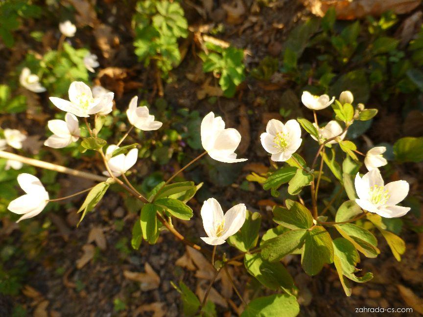 Isopyrum thalictroides L. (zapalice žluťuchovitá) Isopyrum thalictroides L. (zapalice žluťuchovitá)