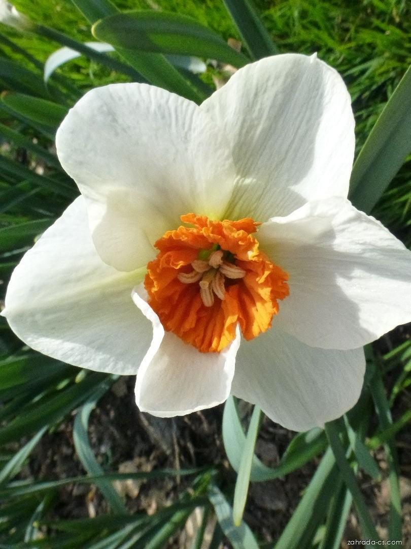 Narcissus Bella Vista (narcis) Narcissus Bella Vista (narcis)