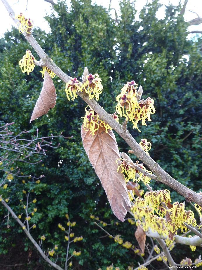 Hamamelis x intermedia Rehder (vilín prostřední) Hamamelis x intermedia Rehder (vilín prostřední)