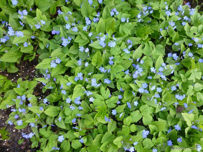 Omphalodes verna MOENCH (pupkovec jarní) Omphalodes verna MOENCH (pupkovec jarní)