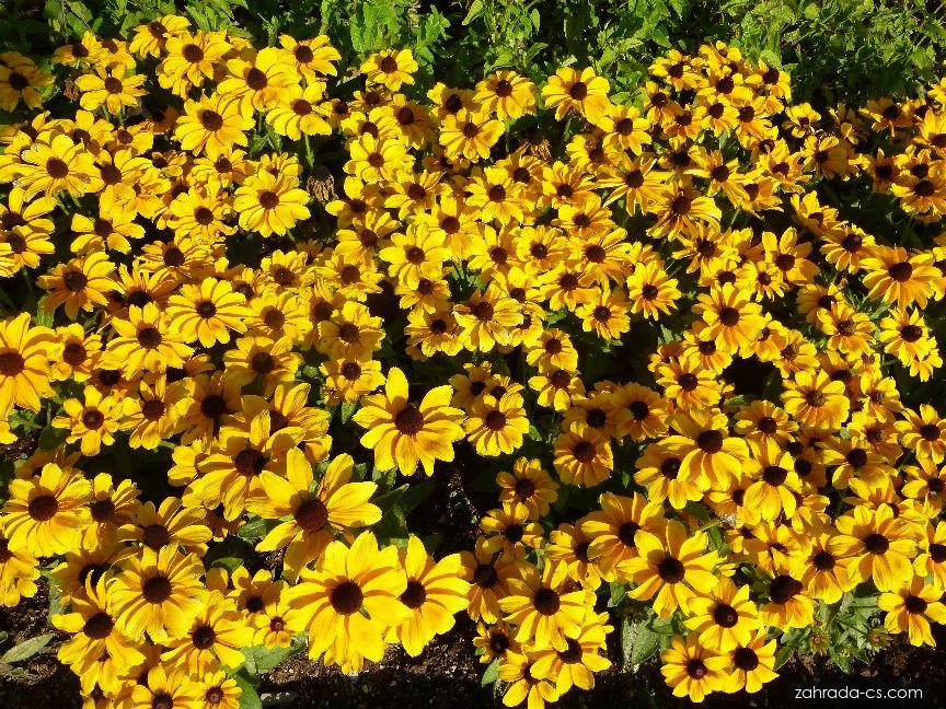Rudbeckia hirta Toto Gold (třapatka srstnatá) Rudbeckia hirta Toto Gold (třapatka srstnatá)