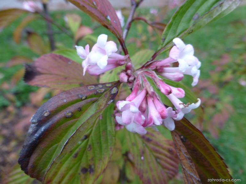Kalina bodnantská Viburnum x bodnantense Down, květy, květenství