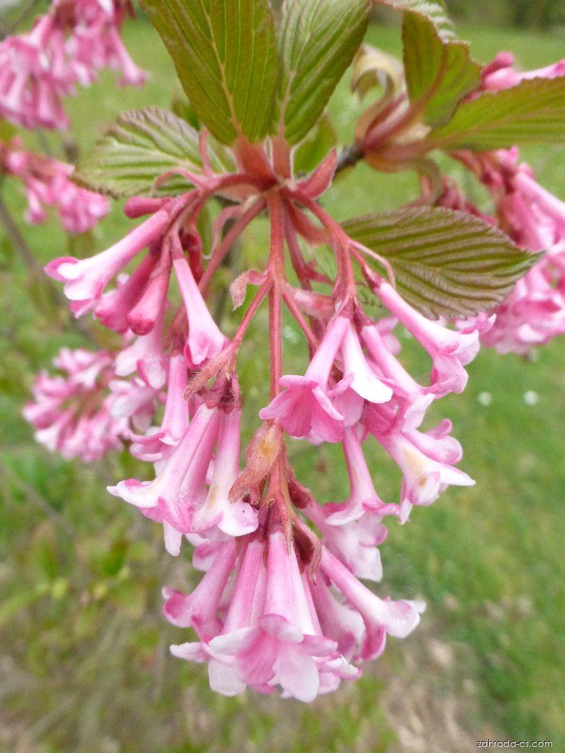 Kalina bodnantská Viburnum x bodnantense Down, květy, květenství