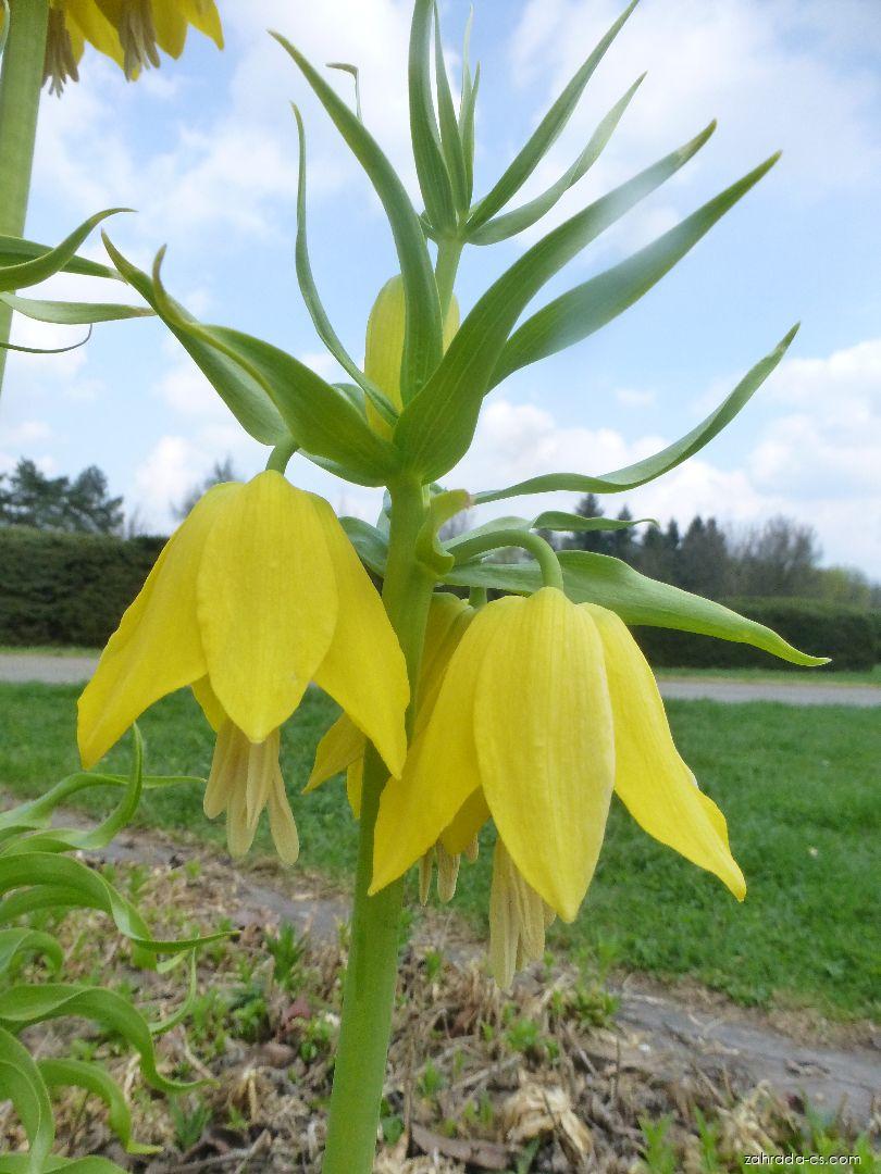 Fritillaria imperialis Lutea (řebčík královský) Fritillaria imperialis Lutea (řebčík královský)