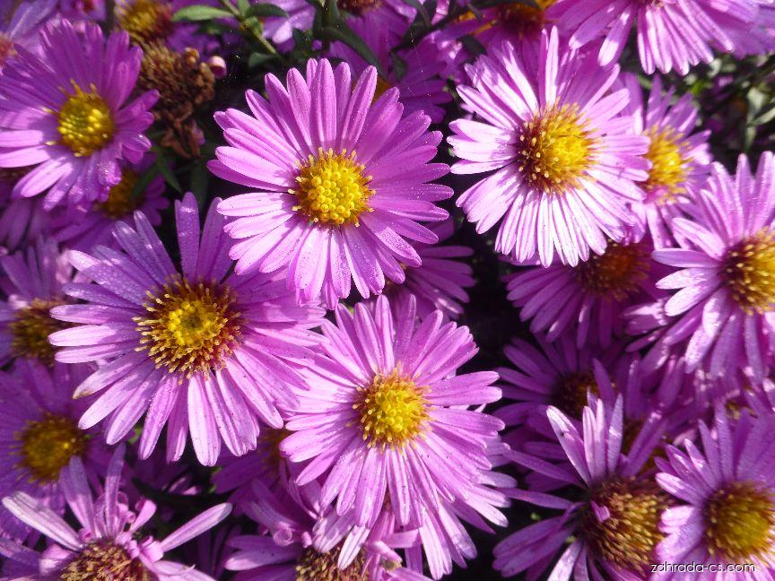 Symphyotrichum novi-belgii Lomnice (astřička novobelgická) Symphyotrichum novi-belgii Lomnice (astřička novobelgická)