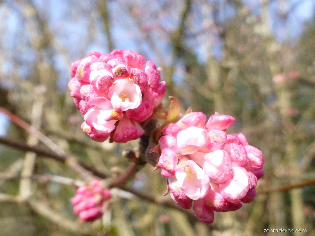 Kalina bodnantská větévka s květy (Viburnum x bodnantense) Zahrada