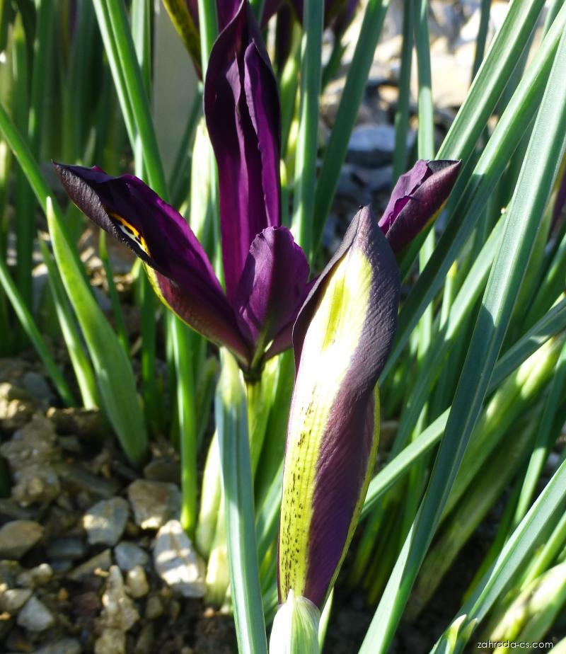 Iris reticulata J.S.Dijt (kosatec síťkovaný) Iris reticulata J.S.Dijt (kosatec síťkovaný)