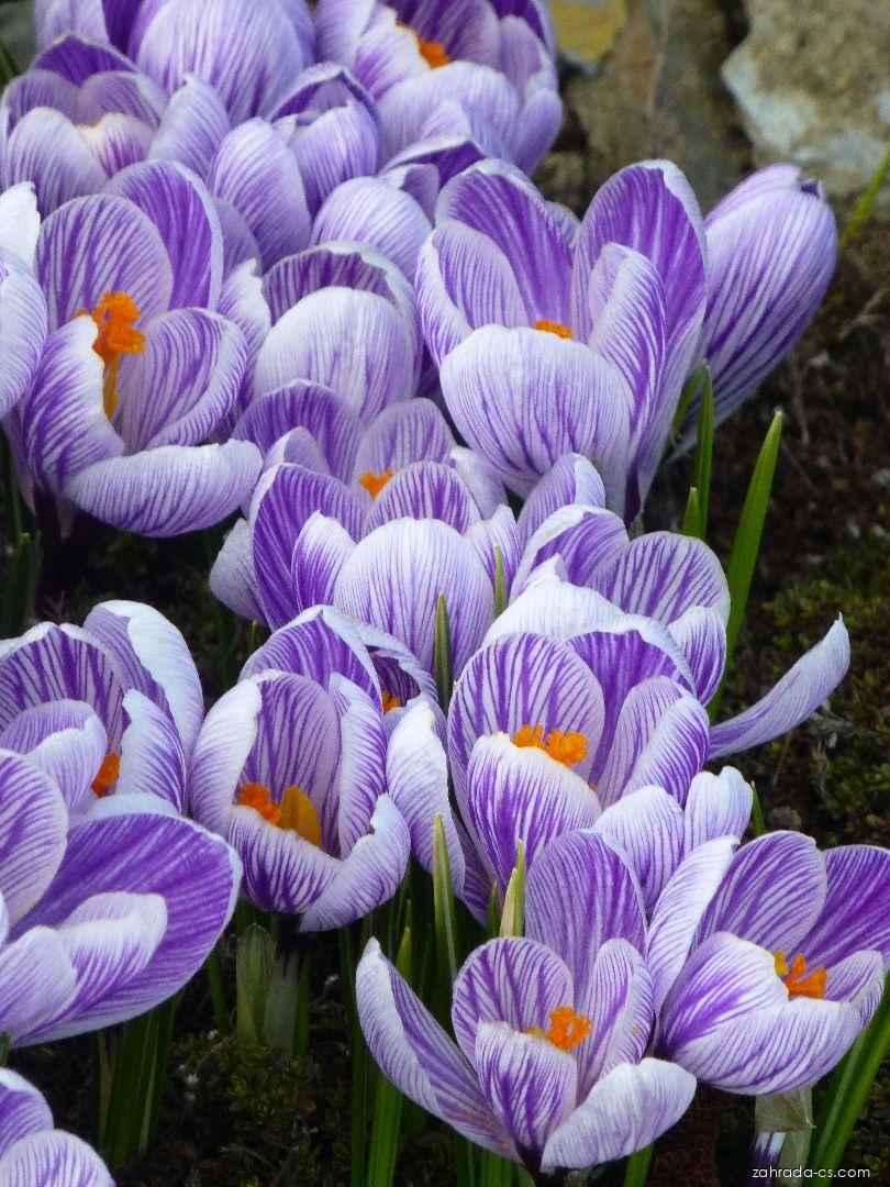 Crocus vernus Pickwick (šafrán bělokvětý) Crocus vernus Pickwick (šafrán bělokvětý)