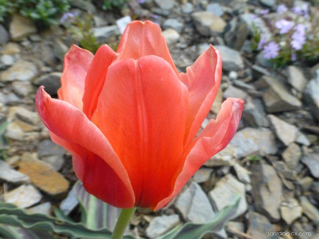 Tulipa greigii Girlfriend (tulipán Greigův) Tulipa greigii Girlfriend (tulipán Greigův)