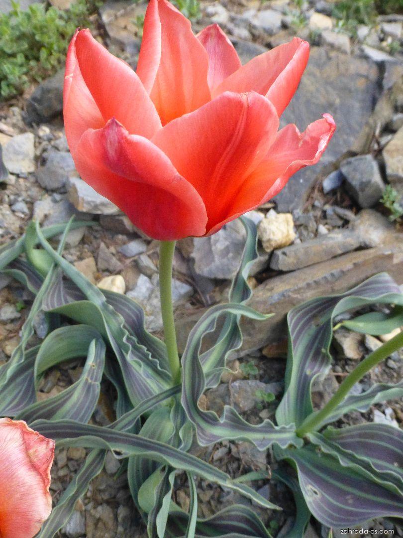 Tulipa greigii Girlfriend (tulipán Greigův) Tulipa greigii Girlfriend (tulipán Greigův)